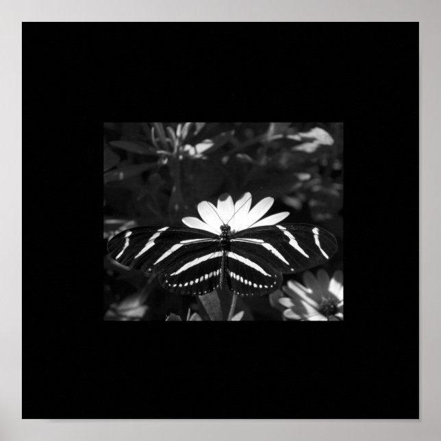 B&W Zebra Butterfly på svart Poster (Framsidan)