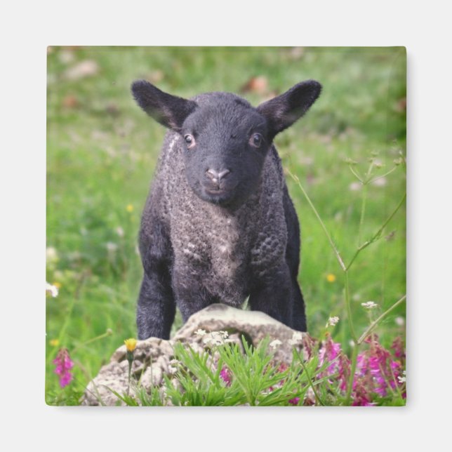 Baa-Baa Black Sheep Magnet (Framsidan)