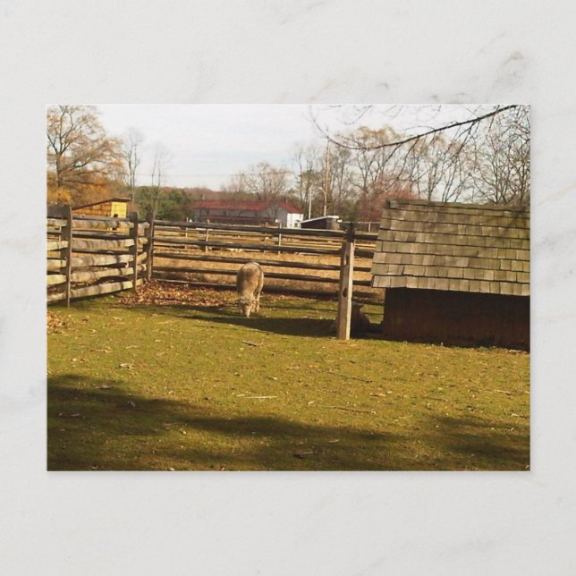 Baaa! Vykort (Framsida)