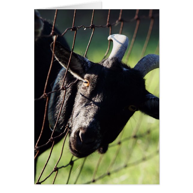 Baaaad Boxcar Betty Hälsningskort (Framsidan)