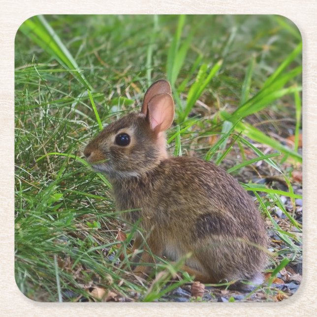 Babby Bunny Papper Underlägg Kvadrat (Framsidan)