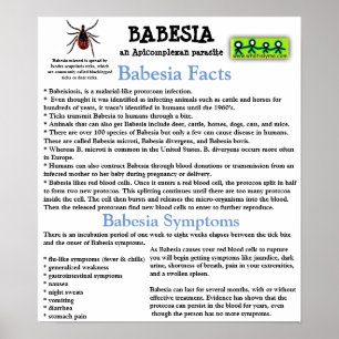 Babesia Information Fact Lakan Poster