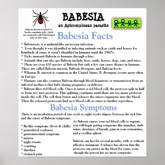 Babesia Information Fact Lakan Poster (Framsidan)