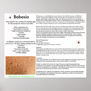 Babesia Symptomes and Transmission Poster