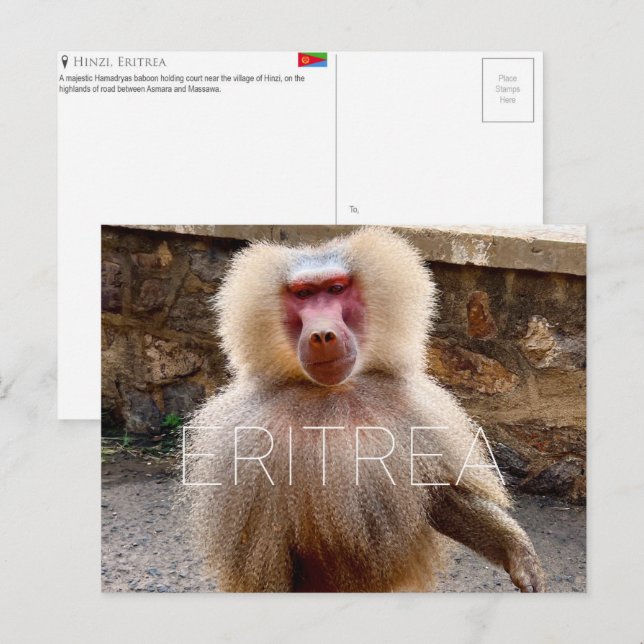 Babian vid Hinzi, Eritrea Resebrev Vykort (Fram/baksida)