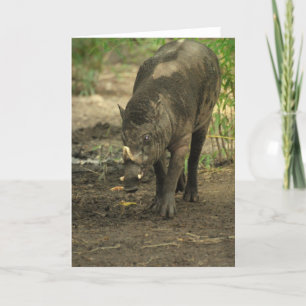 Babirusa Greeting Card Kort