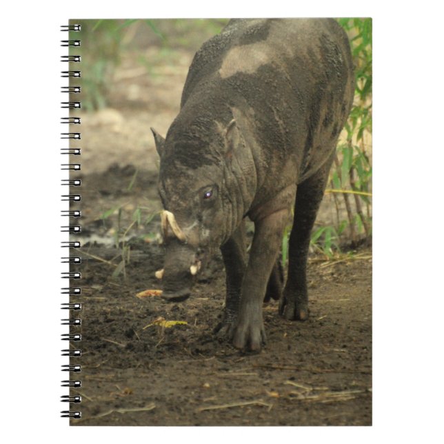 Babirusaanteckningsbok Anteckningsbok Med Spiral (Framsidan)