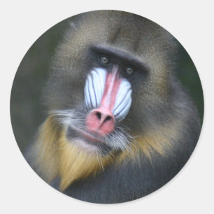 Baboon Ansikte Sticker Runt Klistermärke