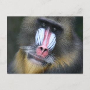 Baboon Ansikte vykort