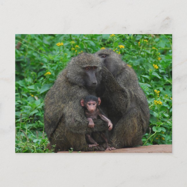 Baboon Family Vykort (Framsida)
