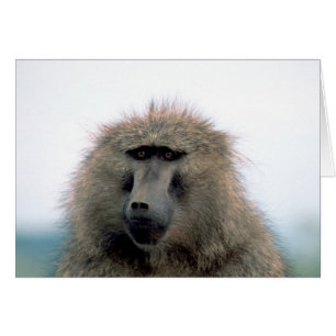 Baboon Hälsningskort