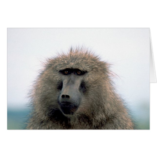 Baboon Hälsningskort (Framsidan Horizontal)