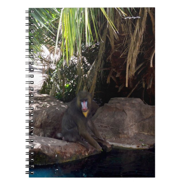 Baboon i paradise, bärbar dator anteckningsbok (Framsidan)