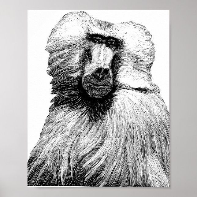 Baboon Monkey Jungle Safari Illustration Art Poster (Framsidan)
