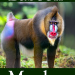 Baboon Monkey Pussel<br><div class="desc">Djur i Vilden Baboon Monkey Jigszle Puzzle</div>