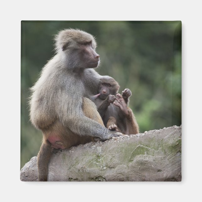 Baboon mor vårdar sin unge magnet (Framsidan)