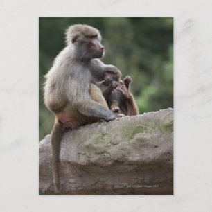 Baboon mor vårdar sin unge vykort