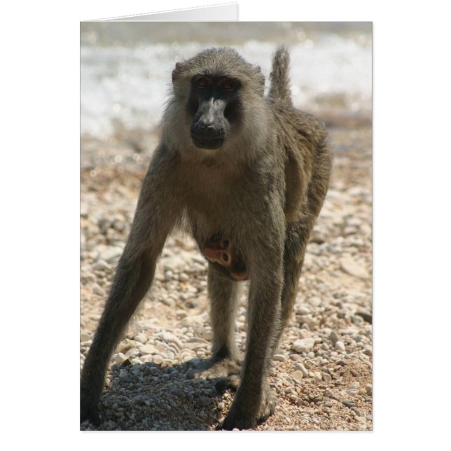 Baboon och Baby Hälsningskort (Framsidan)