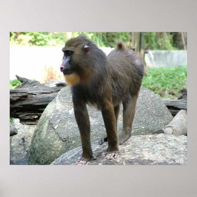 Baboon Poster (Framsidan)