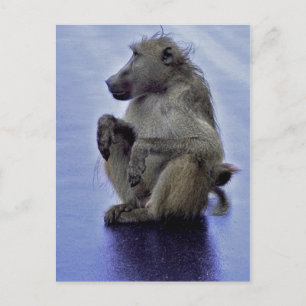 Baboon Sitta Vykort