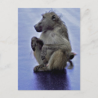 Baboon Sitta Vykort