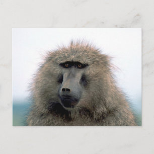 Baboon Vykort