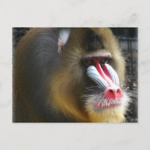 Baboon-vykort Vykort
