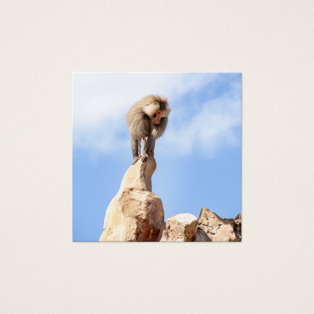 Baboonapan ovanpå berget fyrkantigt visitkort (Framsida)