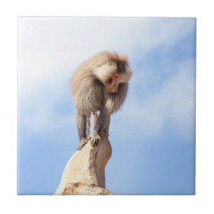 Baboonapan ovanpå berget kakelplatta
