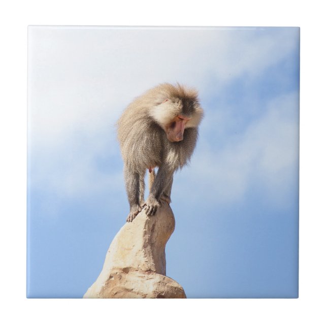 Baboonapan ovanpå berget kakelplatta (Framsidan)