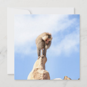 Baboonapan ovanpå berget kort