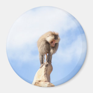 Baboonapan ovanpå berget magnet