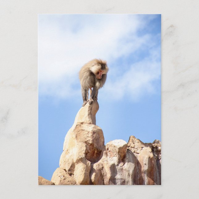 Baboonapan ovanpå berget rådkort (Framsida)