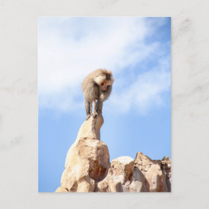Baboonapan ovanpå berget vykort