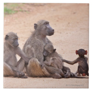 Baboonfamiljsitta på slipat kakelplatta