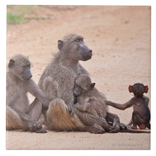 Baboonfamiljsitta på slipat kakelplatta (Framsidan)