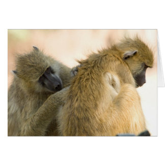 Baboons South Luwanga Hälsningskort