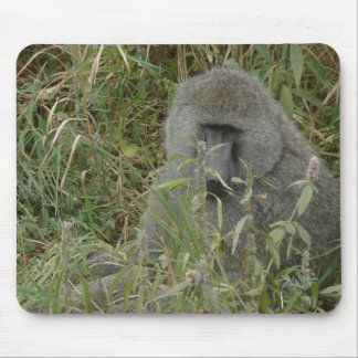 Baboons vadderar musmatta