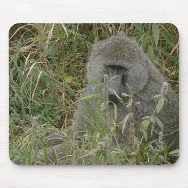 Baboons vadderar musmatta (Framsidan)
