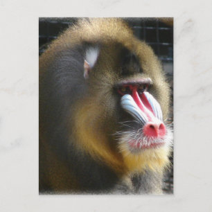 Baboonvykort Vykort