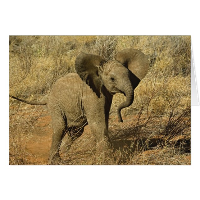 Baby African Elephant, Loxodonta Africana Hälsningskort (Framsidan Horizontal)