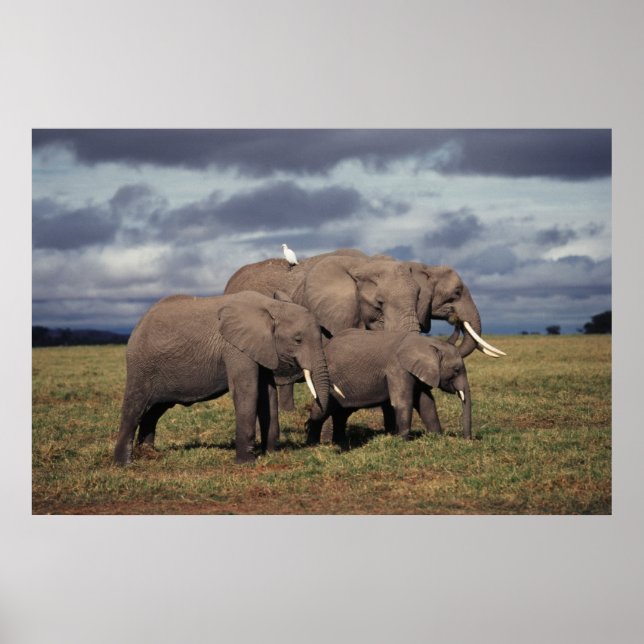 Baby African Elephant med familj Poster (Framsidan)