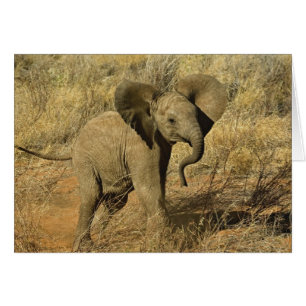 Baby Afrikansk Elefant, Loxodonta Africana, Hälsningskort