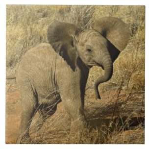Baby Afrikansk Elefant, Loxodonta Africana, Kakelplatta