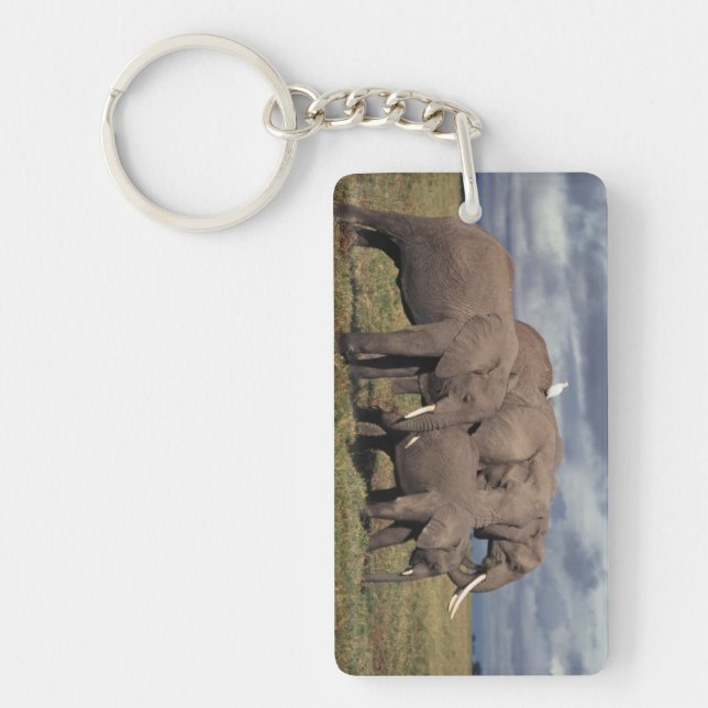 Baby afrikansk elefant med familj (Framsidan)