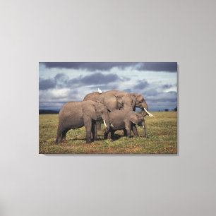 Baby Afrikansk Elefant med familj Canvastryck