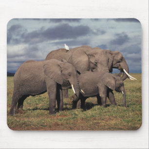 Baby afrikansk elefant med familj musmatta