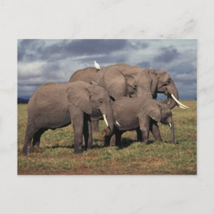 Baby Afrikansk Elefant med familj Vykort