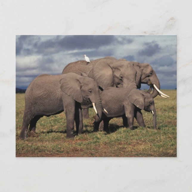 Baby Afrikansk Elefant med familj Vykort (Framsida)