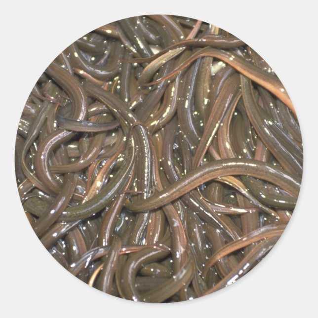 Baby ål runt klistermärke (Framsida)